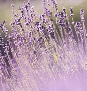Naturologia - Aromaterapia